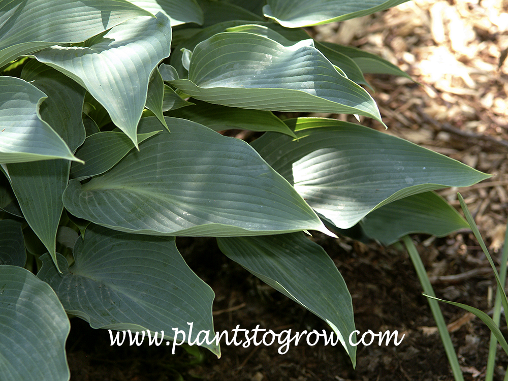 Hosta 'Blue Arrow'
The point blue leaves, hence the common name  Blue Arrow.
